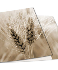Granen tarwe sepia