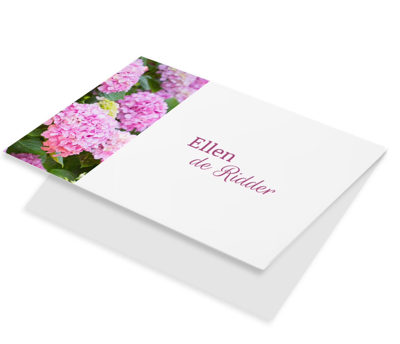 Roze hortensia