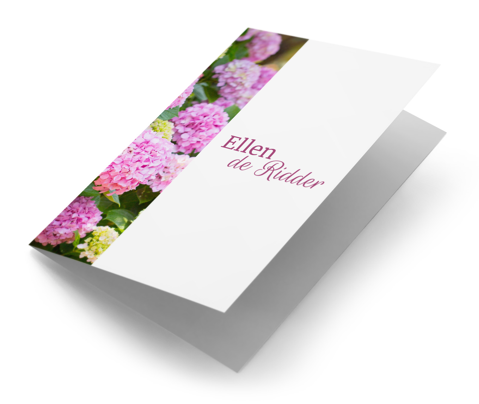 Roze hortensia