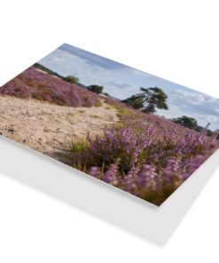 Loonse en Drunense Duinen