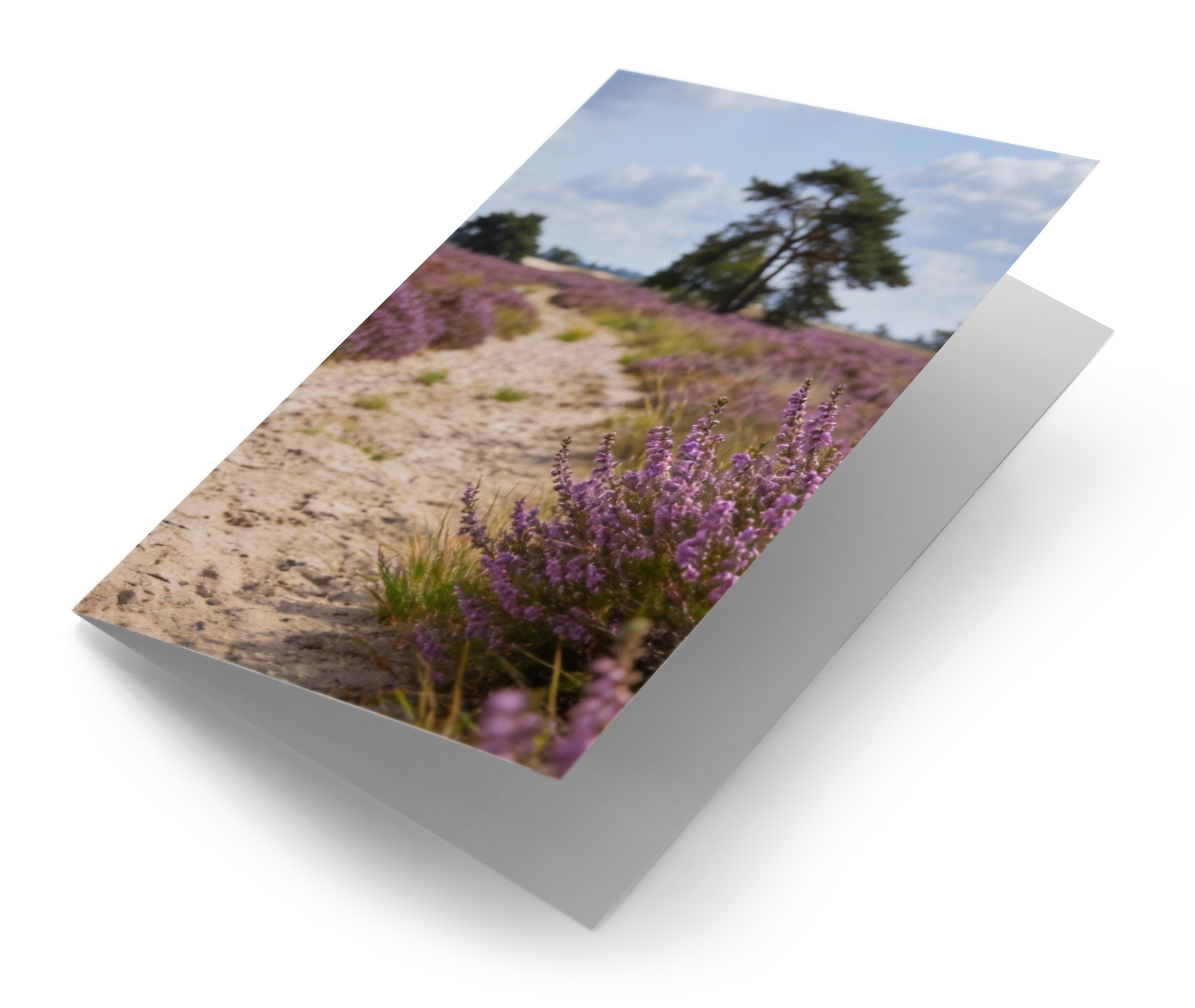 Loonse en Drunense Duinen