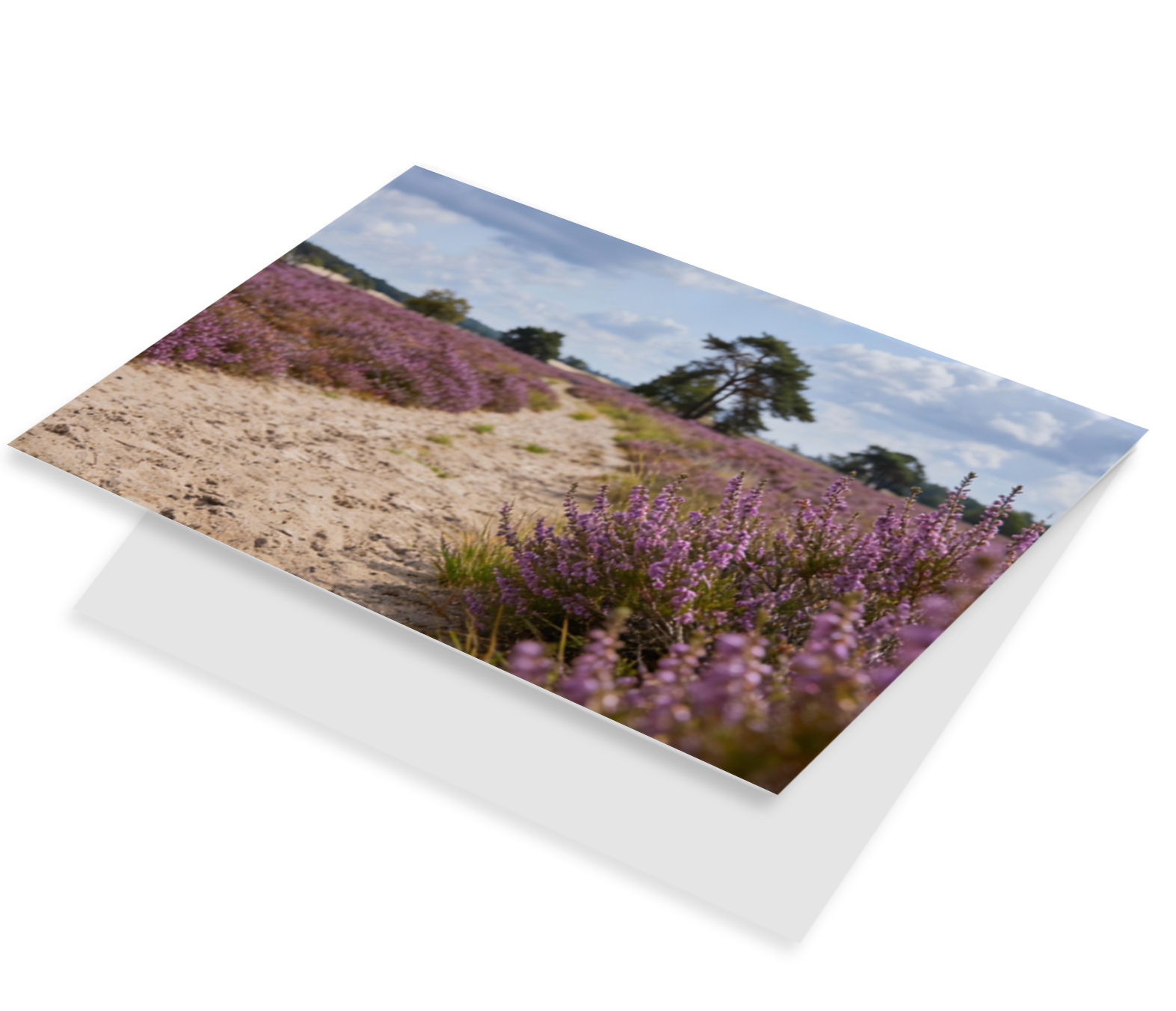Loonse en Drunense Duinen