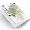 Witte Orchidee