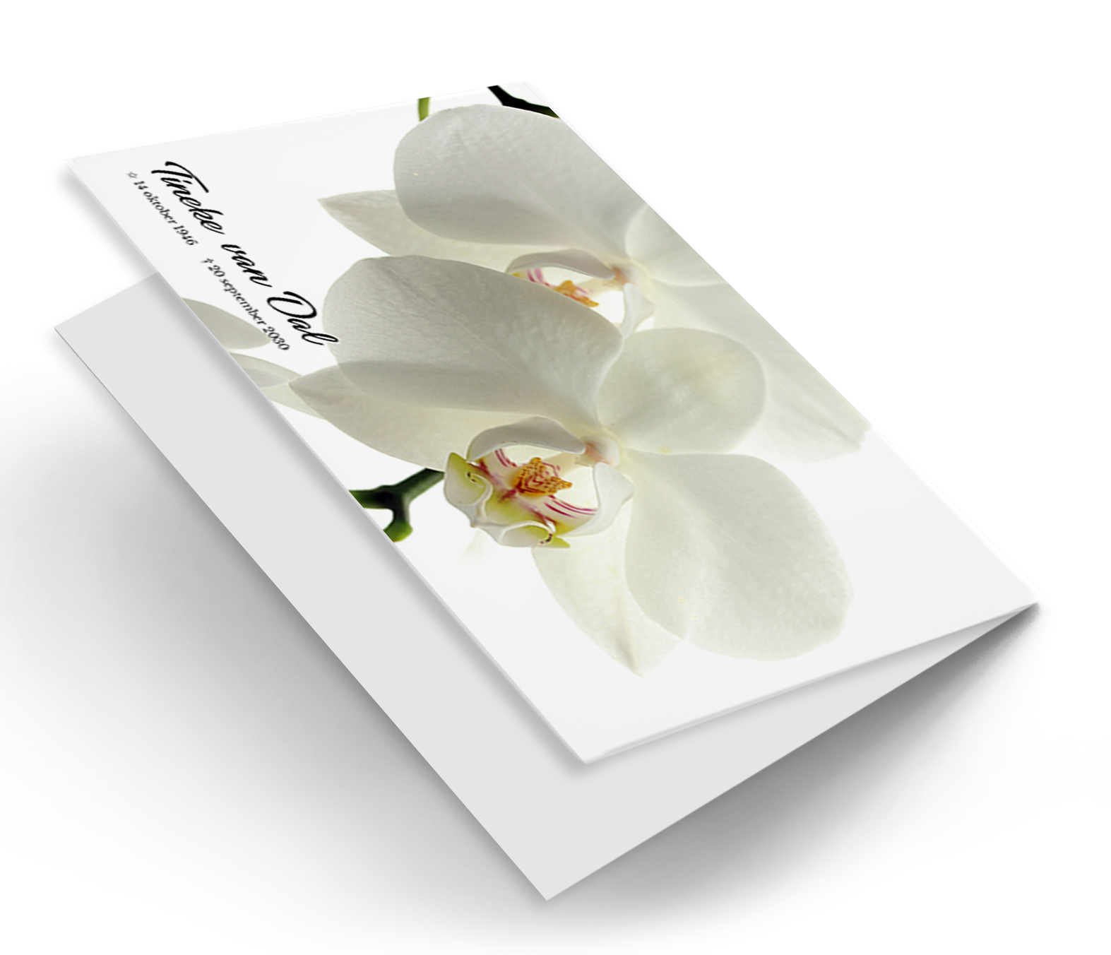 Witte Orchidee