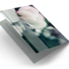 Magnolia Memory