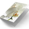 Witte Orchidee