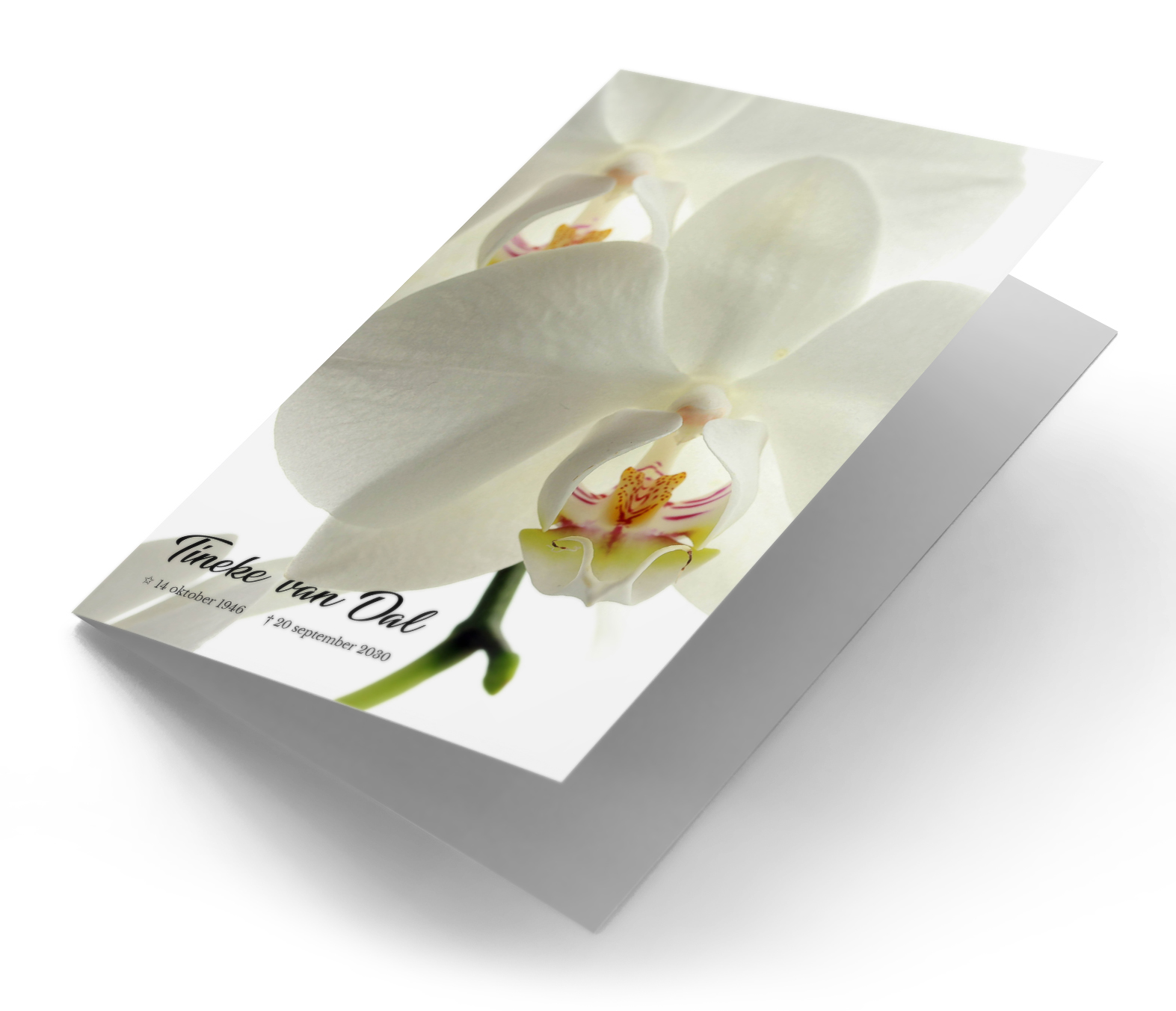 Witte Orchidee