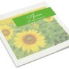 Zonnebloem 2023
