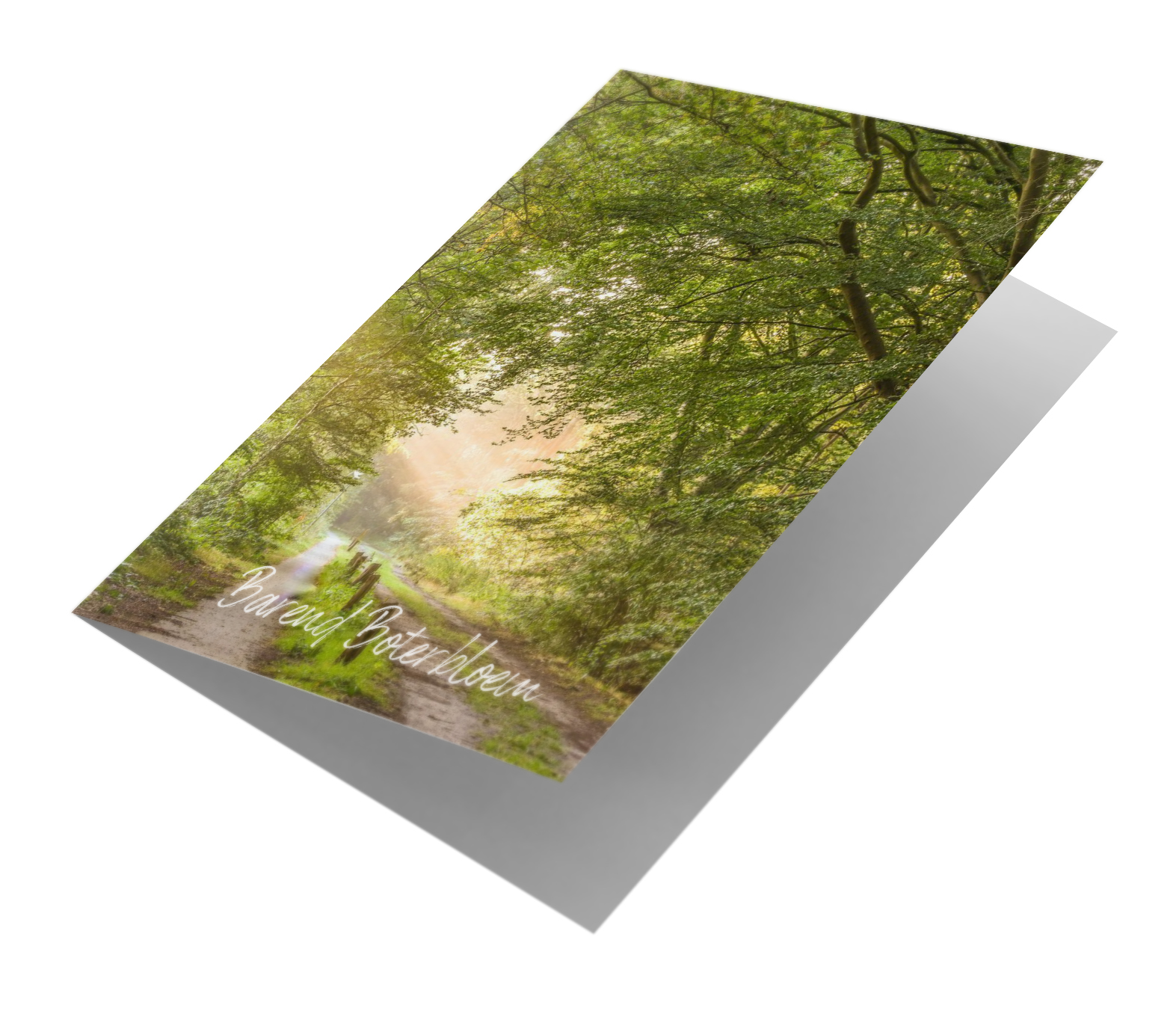 Nederlands bos