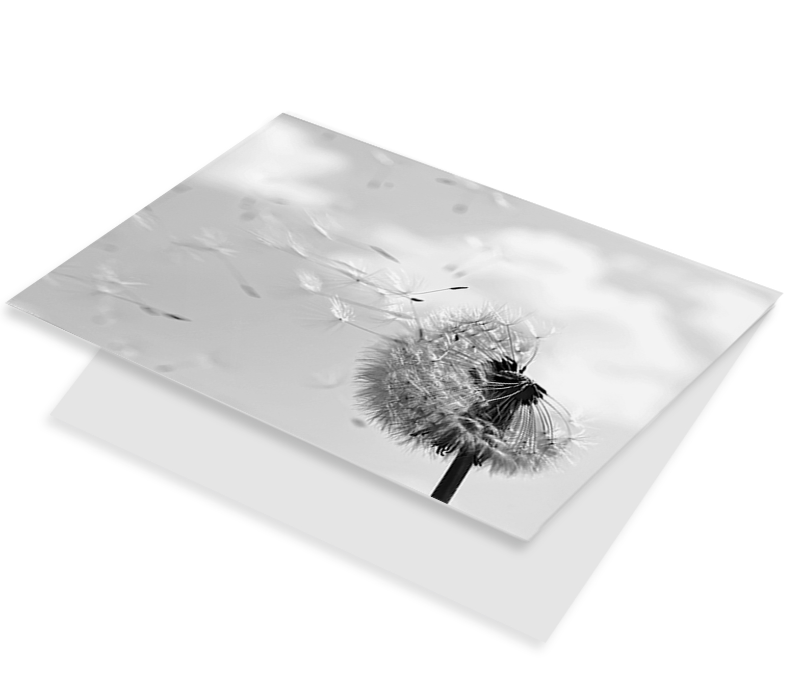 Paardenbloem zwart wit