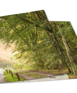 Nederlands bos