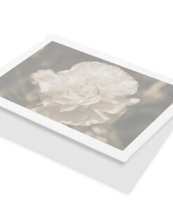 Witte anjer sepia