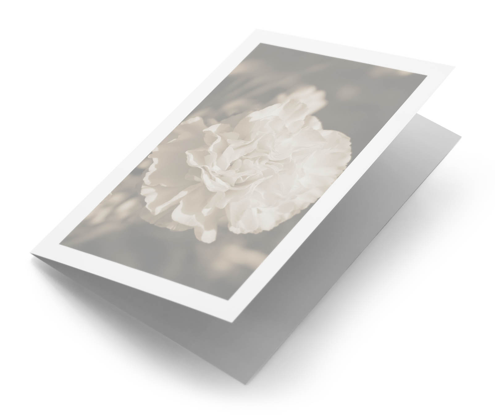 Witte anjer sepia