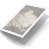 Witte anjer sepia