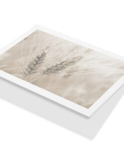 Granen tarwe sepia