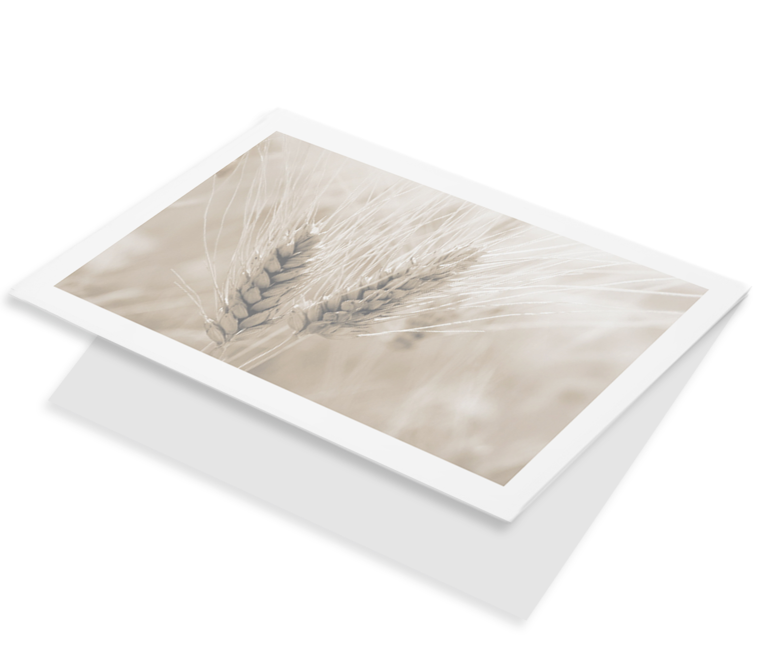 Granen tarwe sepia